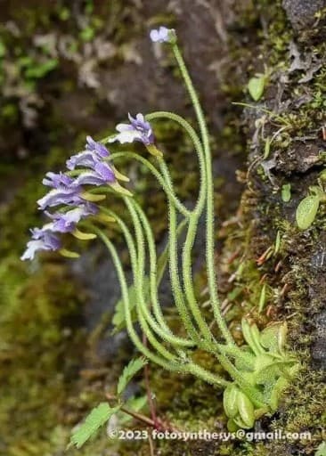 6/13-14(土日)【皇海山】今年復活の庚申山荘泊！花の固有種の時期に合わせて参考画像:2