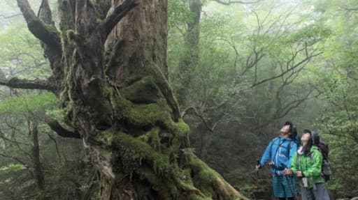 7月23～25日　屋久島参考画像:1