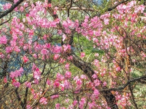 【締切】4/12(日)アカヤシオの仙人ヶ岳(栃木百名山)同行者募集【所沢･東所沢発】