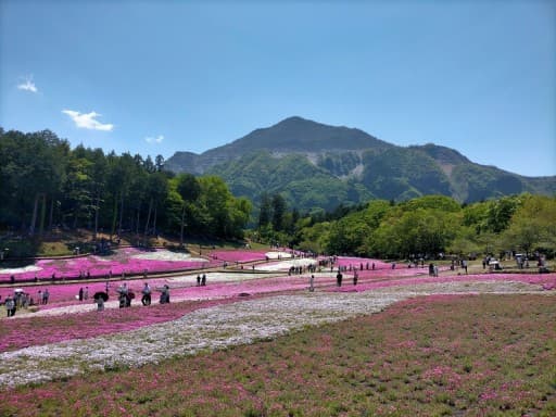 4/18（土）羊山公園(芝桜の丘)芝桜まつりと琴平丘陵