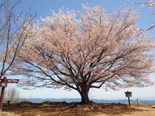 【急募】4/16(木) 満開の一本桜を求めて！棒ノ折山(+秩父芝桜) 同行者募集【所沢･飯能発】