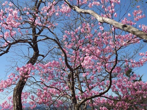 4/19(日)アカヤシオの鳴神山(または三ツ岩岳)+TSURUYA 同行者募集【所沢･東所沢発】