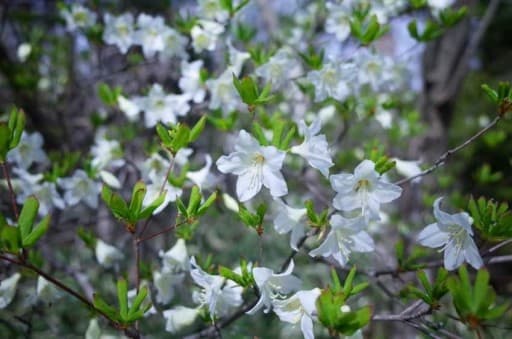 【都内発】5/23or24 釈迦ヶ岳参考画像:1