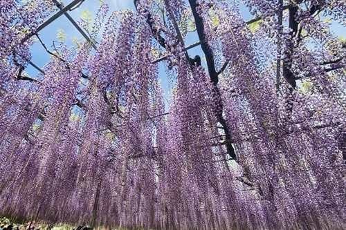 関東百名山2座と足利フラワーパーク