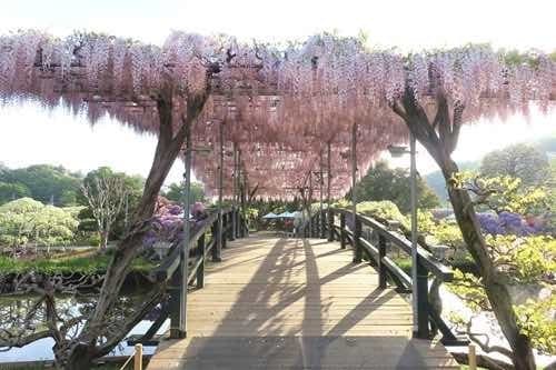 関東百名山2座と足利フラワーパーク参考画像:1