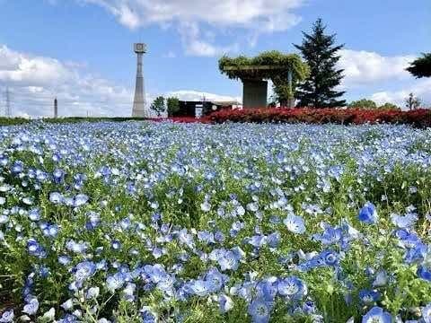 4/25(土)‼️兵庫県小野アルプスの国際交流ハイキング参加者募集‼️参加費無料、初心者大歓迎⛰️参考画像:1