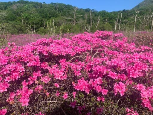 【5/24(日)】鹿児島発｜ミヤマキリシマの久住山へ！女性メンバー1名募集（装備貸出可）