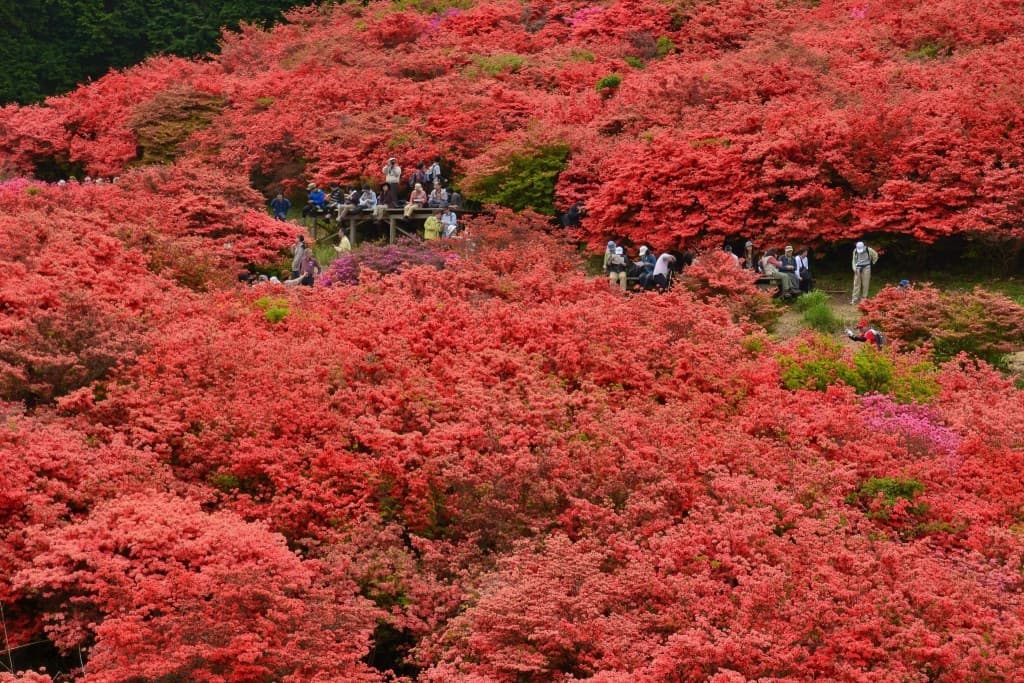 5月9日土曜日大和葛城山の100万本のツツジを見に行きます。参考画像:0