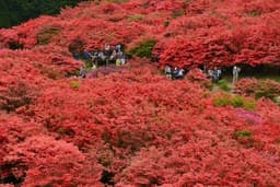 5月9日土曜日大和葛城山の100万本のツツジを見に行きます。