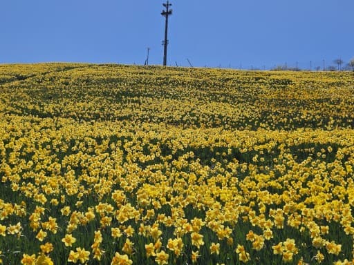 上高地・入笠山お花ハイキング🥾