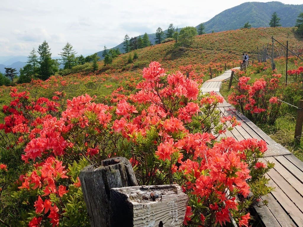 【満員御礼】6/6(土)レンゲツツジの甘利山＆千頭星山同行者募集【西国分寺発】参考画像:0