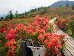 【満員御礼】6/6(土)レンゲツツジの甘利山＆千頭星山同行者募集【西国分寺発】