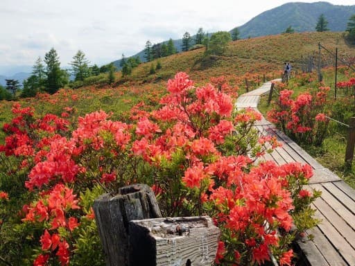【満員御礼】6/6(土)レンゲツツジの甘利山＆千頭星山同行者募集【西国分寺発】
