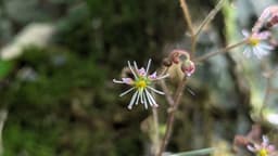 6/7(日)筑波山【1名募集】