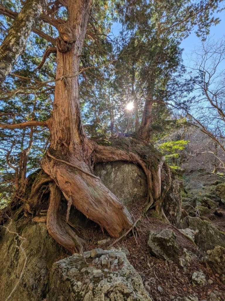 25日or26日 大阪発！大普賢岳！日帰り登山！参考画像:0