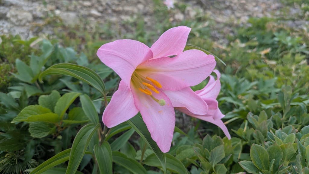 7/5(日)浅草岳🌸参考画像:0