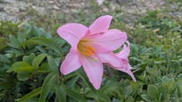 7/5(日)浅草岳🌸