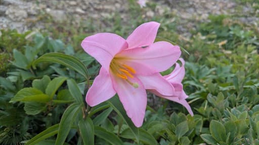 7/5(日)浅草岳🌸