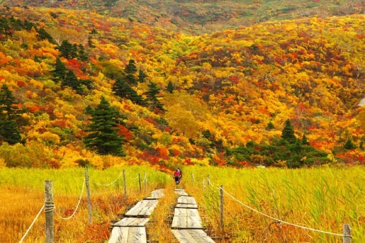 [あと1名] 10/10-12 紅葉 栗駒山,岩手山＋α参考画像:0