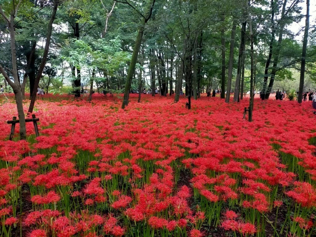 9/27（日）巾着田曼珠沙華まつり参考画像:1