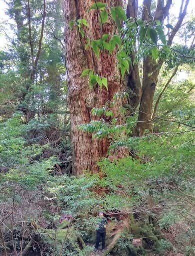 屋久島　花之江河歩道　大和杉　ビャクシン沢　日帰り