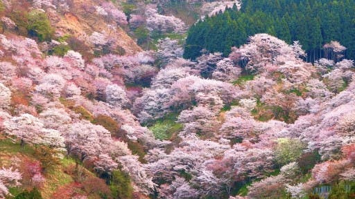 【関西】三万本の桜が密集している吉野山参考画像:0