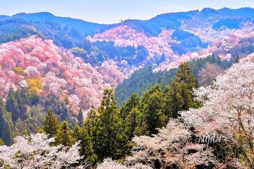 【関西】三万本の桜が密集している吉野山参考画像:2
