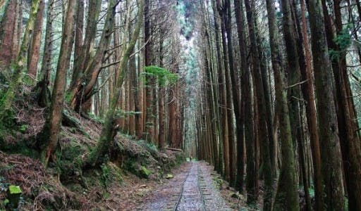 【台湾でハイキング】旧登山鉄道跡を歩くハイキングコース特富野古道に一緒に行ってくれる方探しています