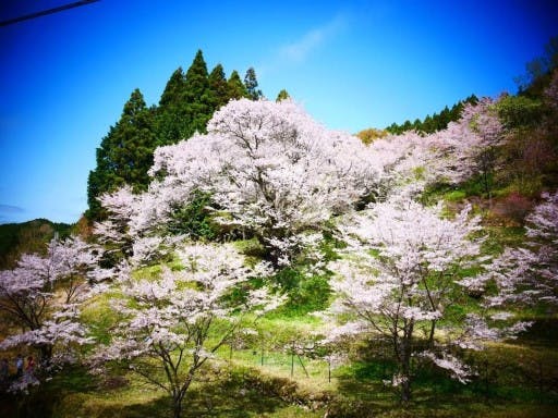 4月9日日曜日日本一の吉野山の桜を見に行きます。