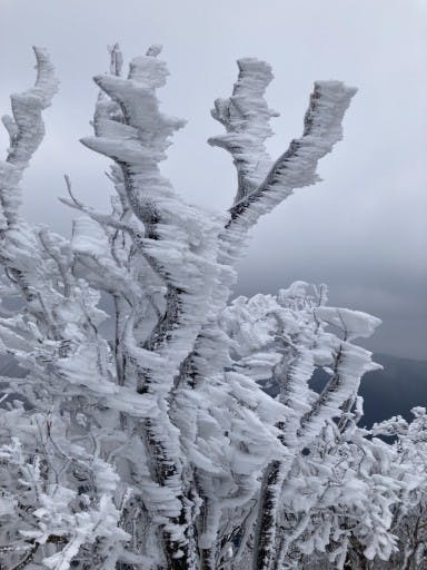 霧氷を見に高見山へ❄️参考画像:1
