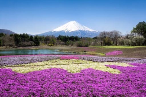 富士芝桜まつりと朝霧高原